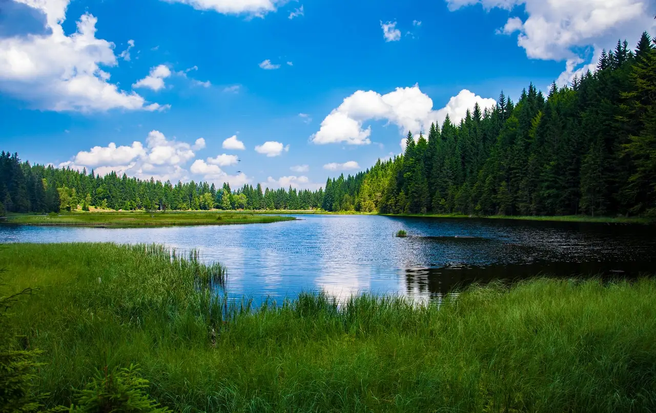 jezero za ribolov s zimzelenom šumom za lov